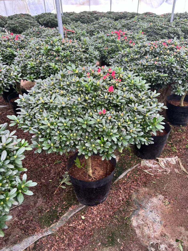 大规格。精品杜鹃花。