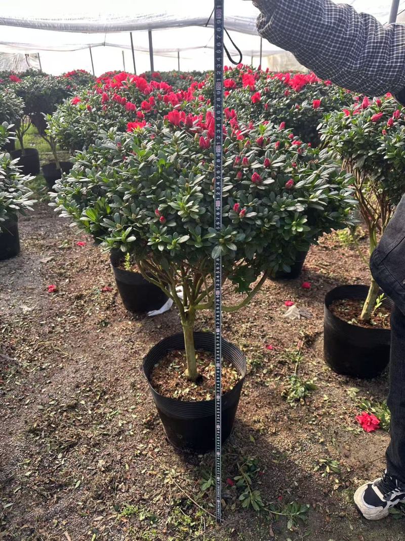 大规格。精品杜鹃花。