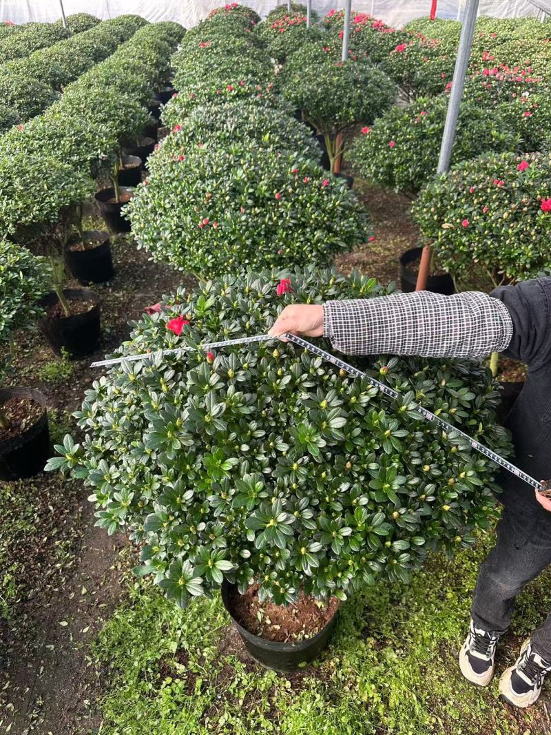 大规格。精品杜鹃花。