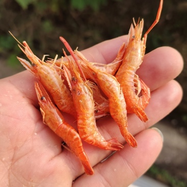 纯淡水虾烘干干虾现货，可直发