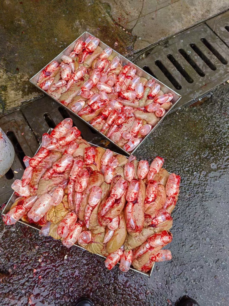 鲤鱼籽大量批发