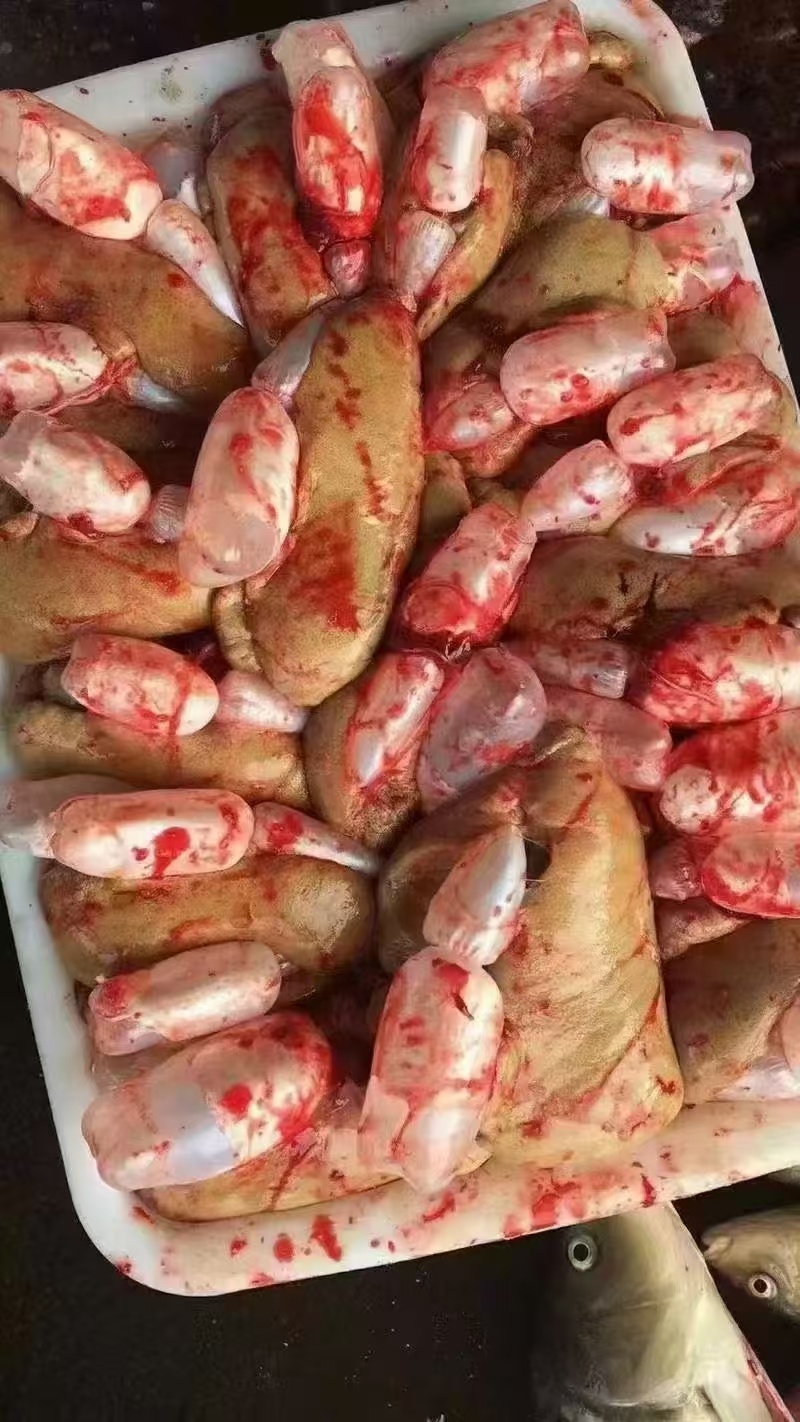 鲤鱼籽大量批发