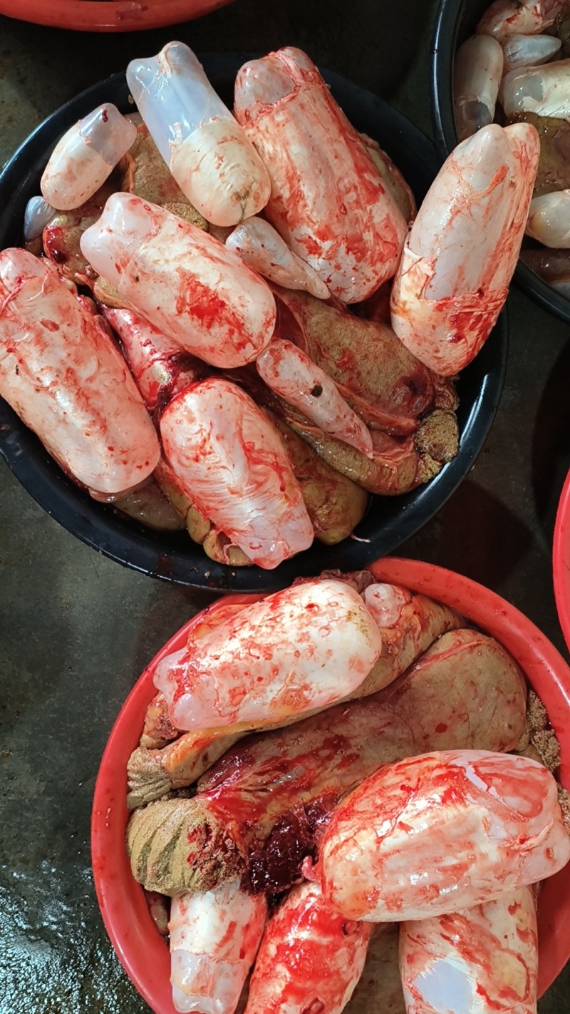 鲤鱼籽大量批发