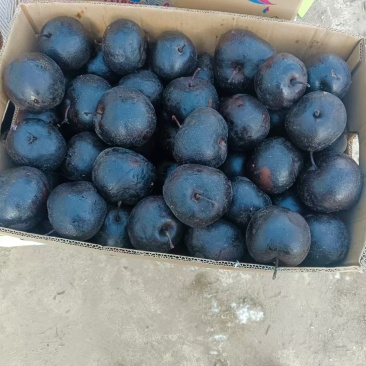 东北苹果冻秋梨有绥中白梨