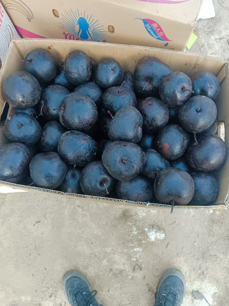 东北苹果冻秋梨有绥中白梨