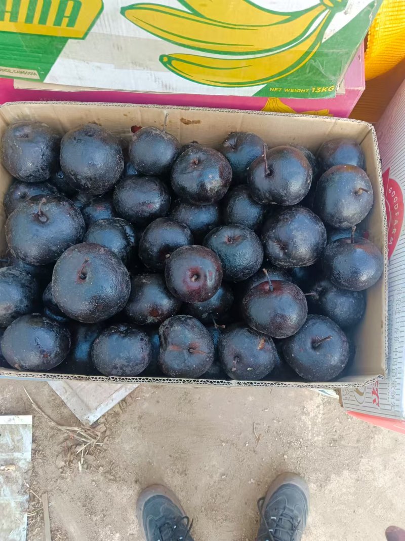 东北苹果冻秋梨有绥中白梨