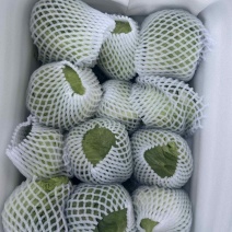 精品球生菜，现采现发，对接各大商超，市场