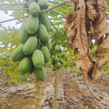 益源6号生木瓜