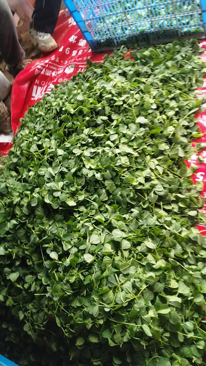 大棚种植，大叶草头