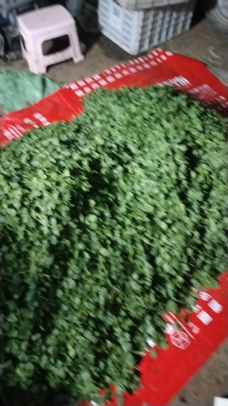 大棚种植，大叶草头