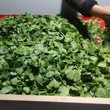 大棚种植，大叶草头