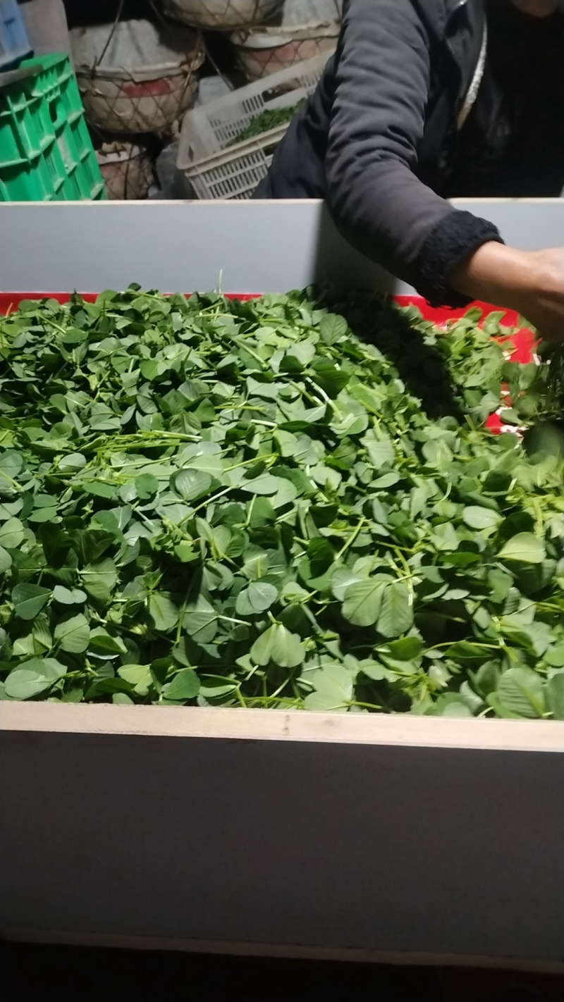 大棚种植，大叶草头