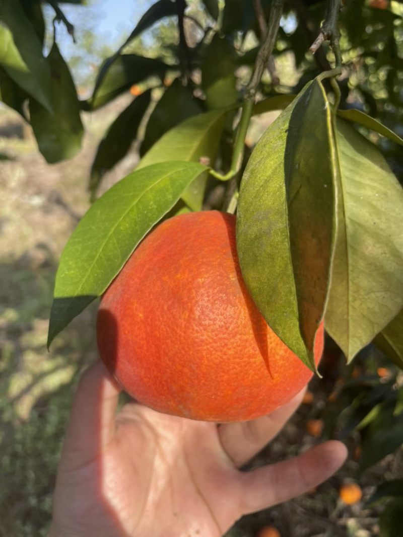 塔罗科血橙