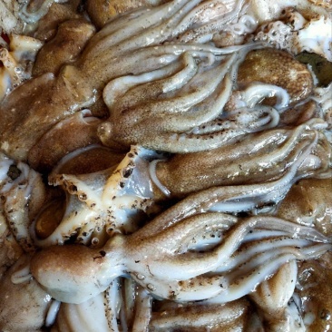 鲜活渤海湾八爪鱼