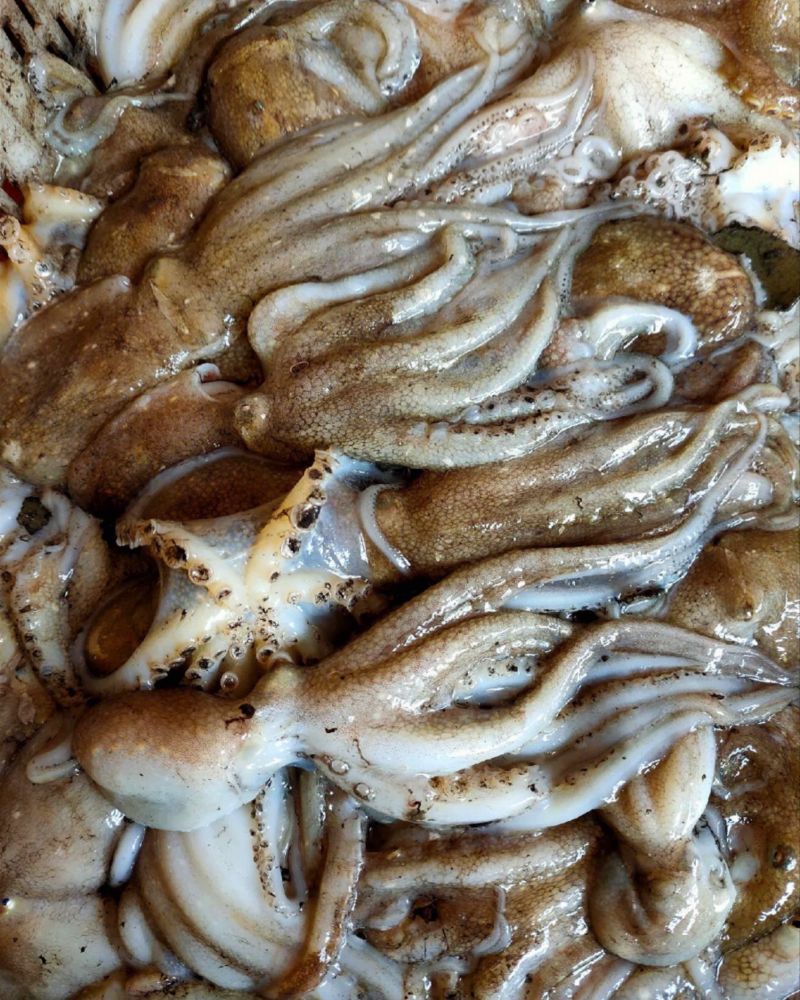 鲜活渤海湾八爪鱼