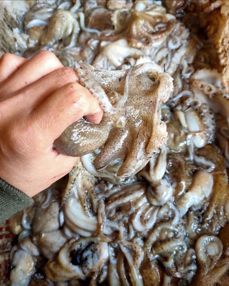 鲜活渤海湾八爪鱼