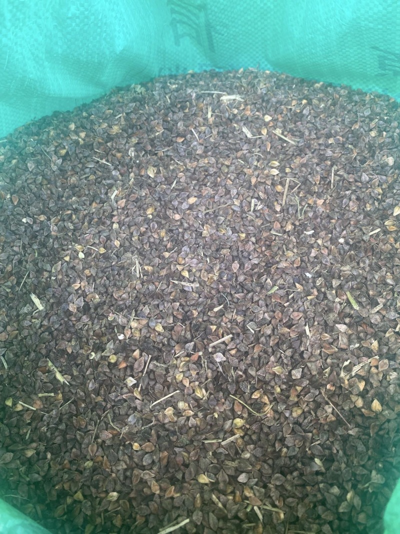 自家种的本地荞麦3000斤，农产品，土货