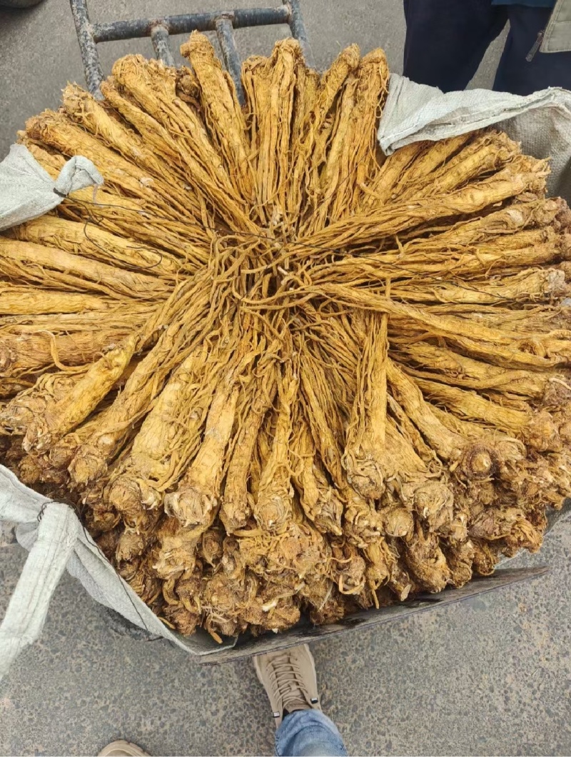 甘肃独活，药味浓郁，条形漂亮