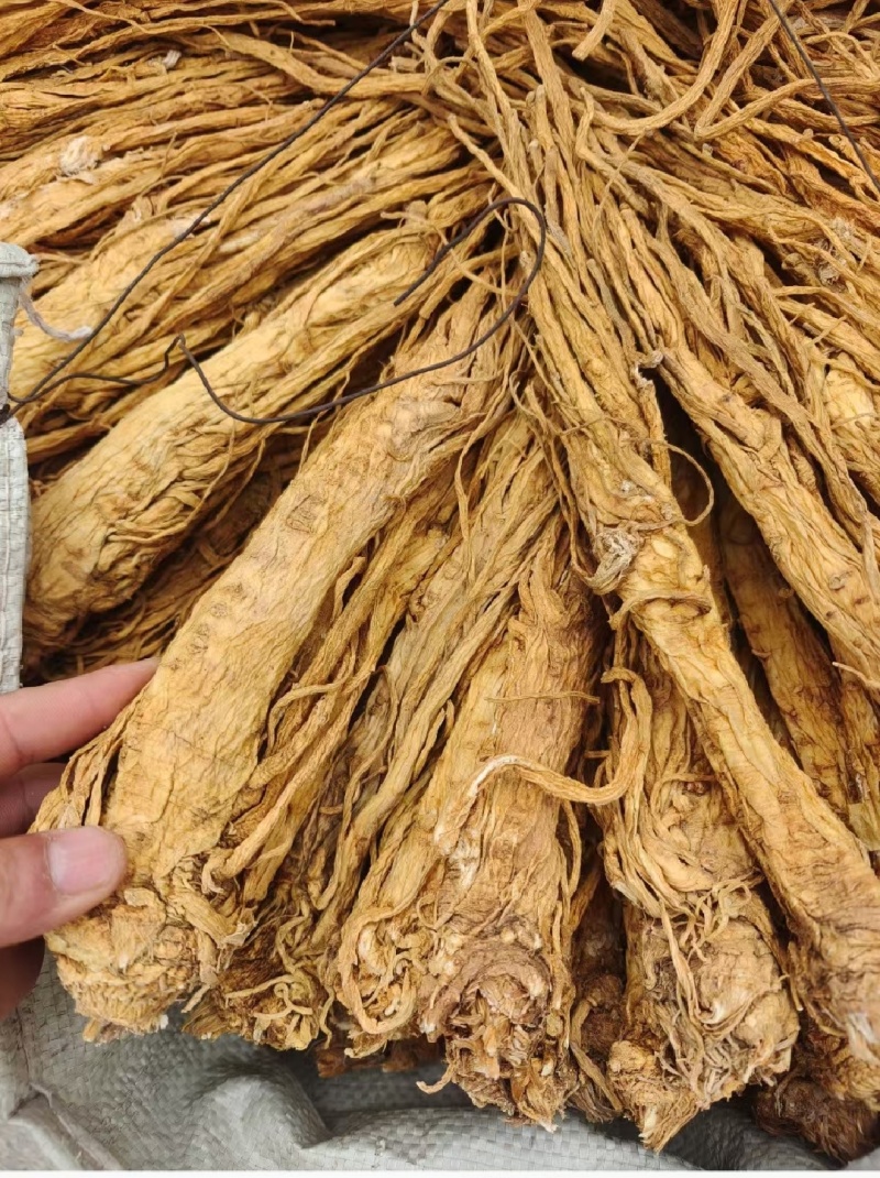 甘肃独活，药味浓郁，条形漂亮