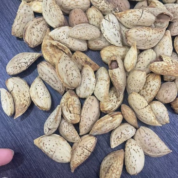 巴达木大量现货支持一件代发