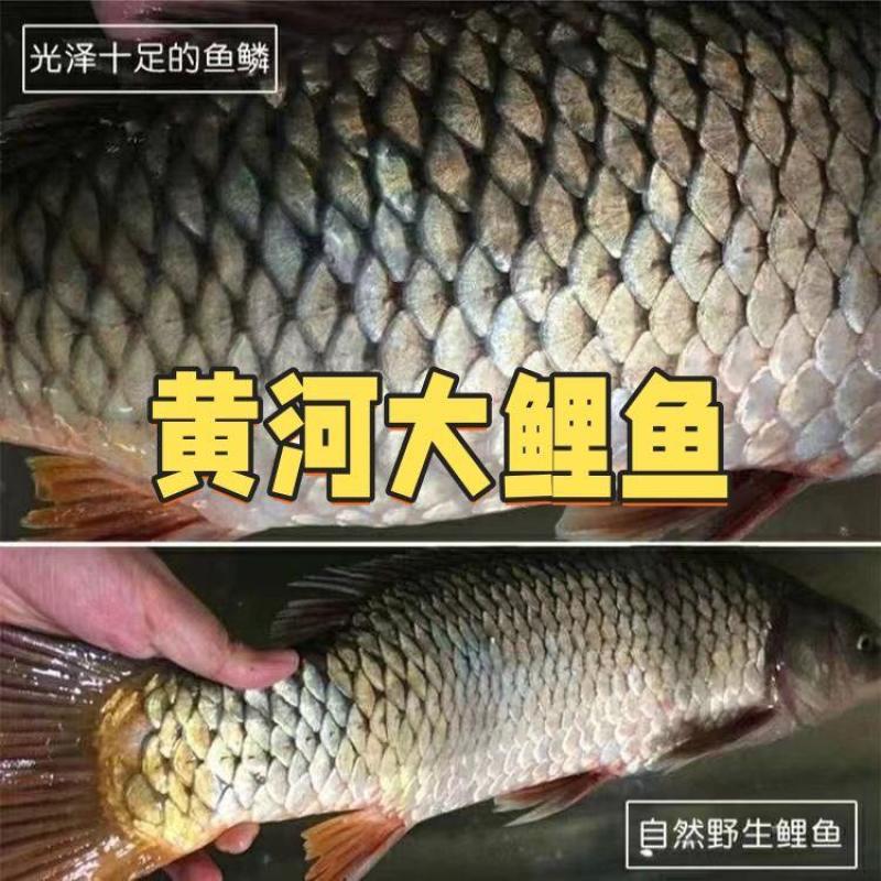 黄河大鲤鱼