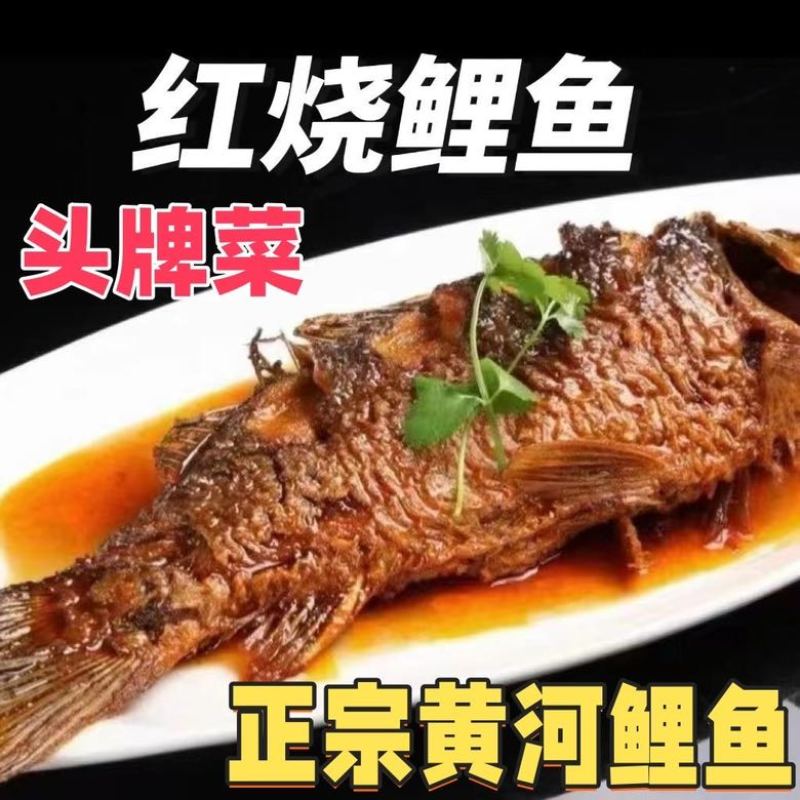 黄河大鲤鱼