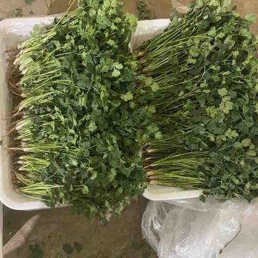 唐山香菜
