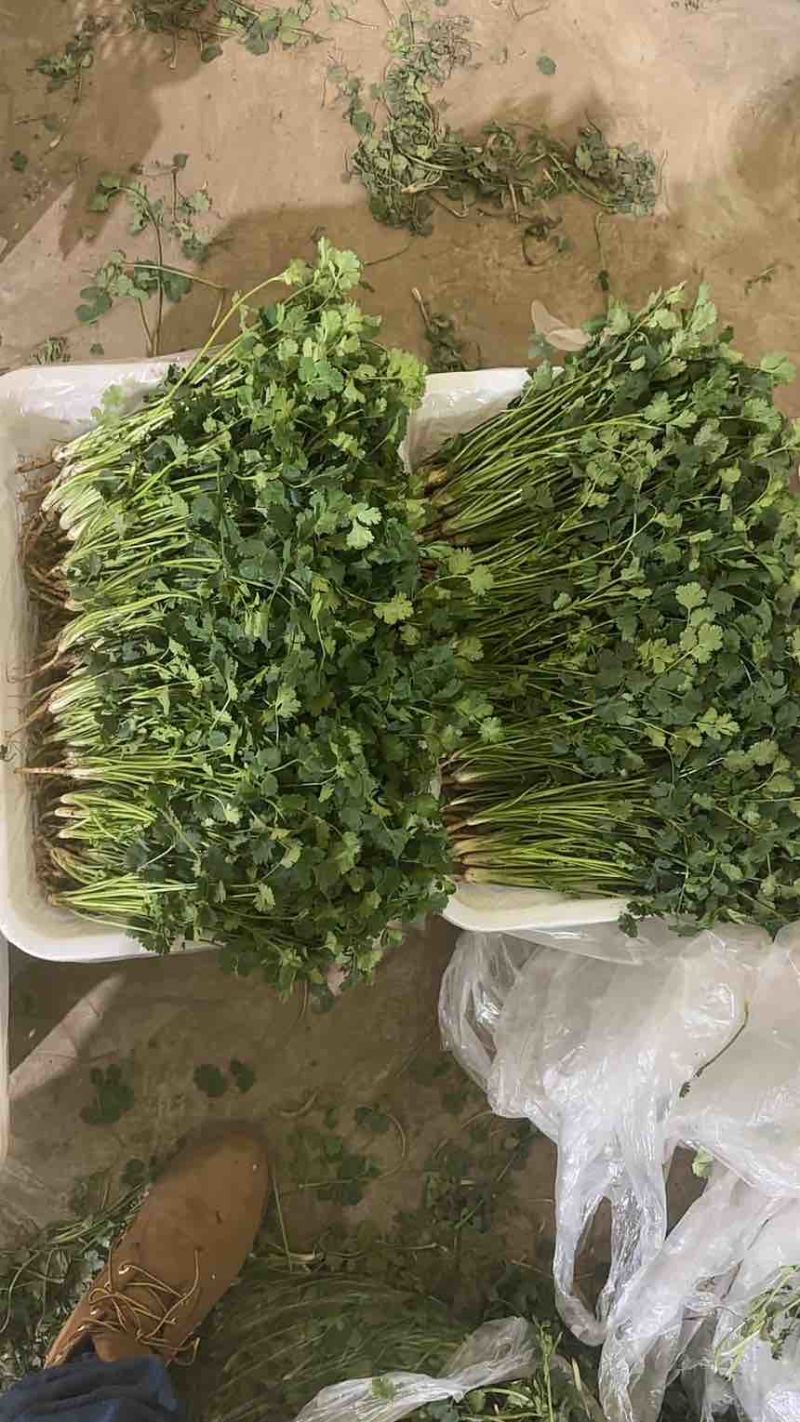 唐山香菜