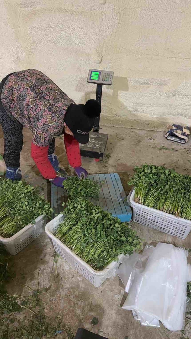 唐山香菜