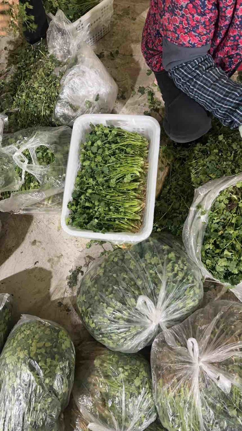 唐山香菜