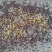 白菜型冬油菜籽3-5万斤***位合适了打电话联