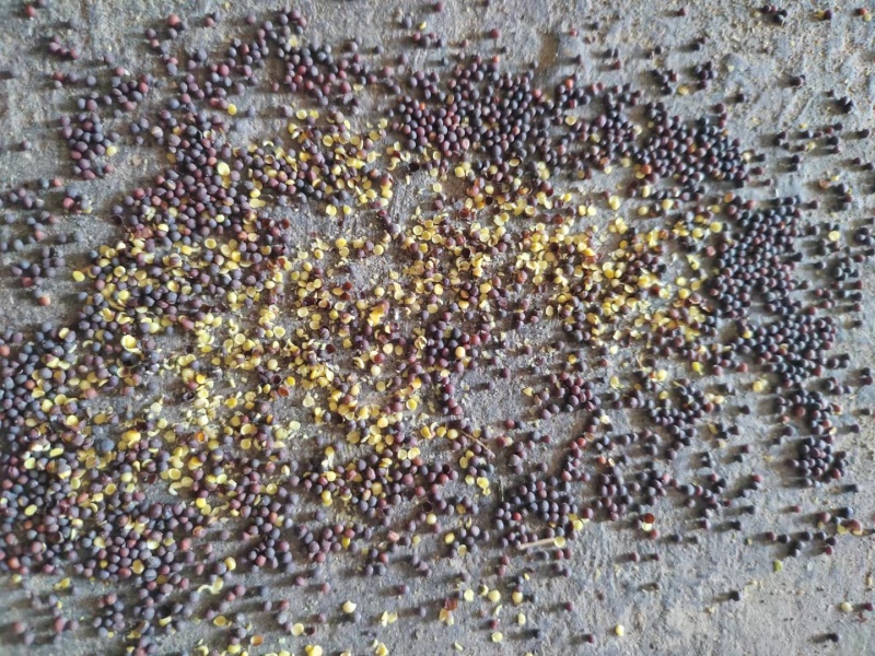 白菜型冬油菜籽3-5万斤***位合适了打电话联