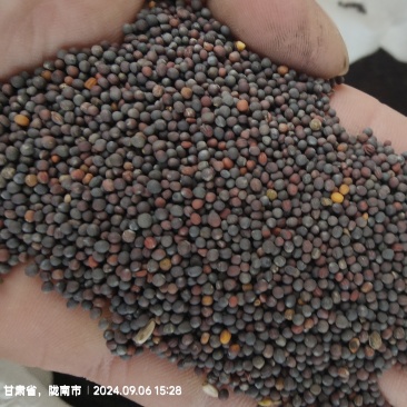 白菜型冬油菜籽3-5万斤***位合适了打电话联