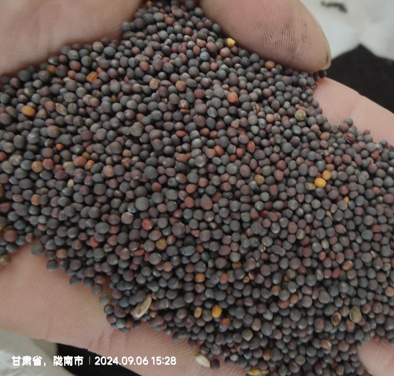 白菜型冬油菜籽3-5万斤***位合适了打电话联