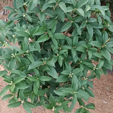 四季桂花
