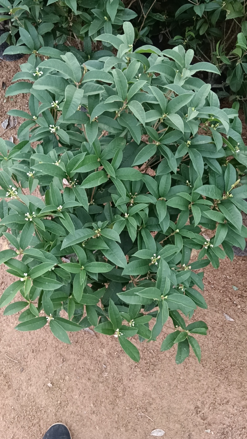 四季桂花