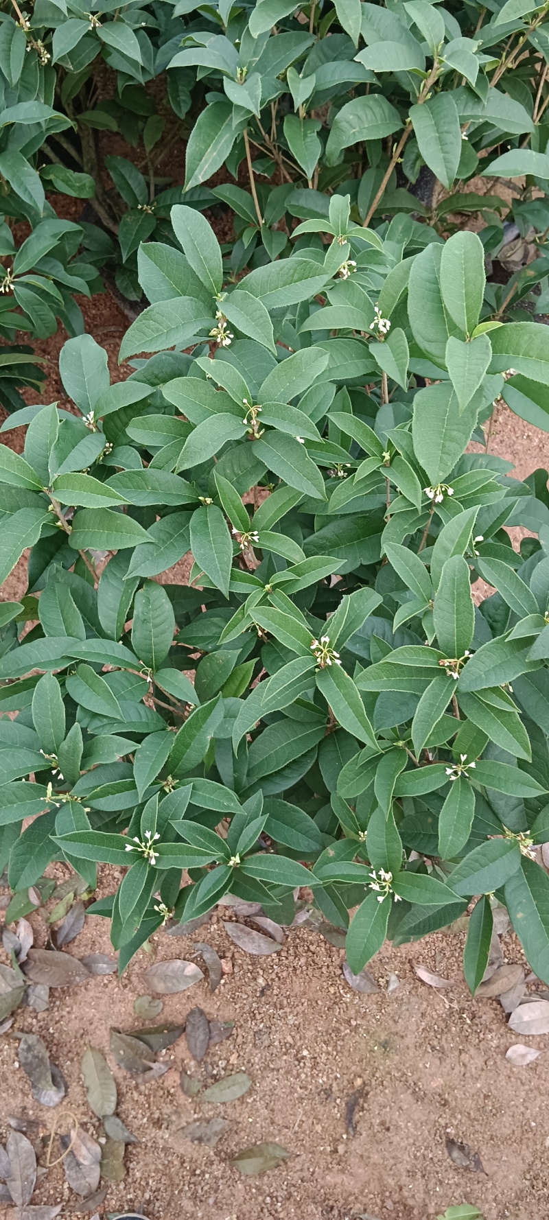 四季桂花