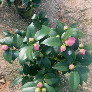 香妃茶花