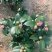 香妃茶花