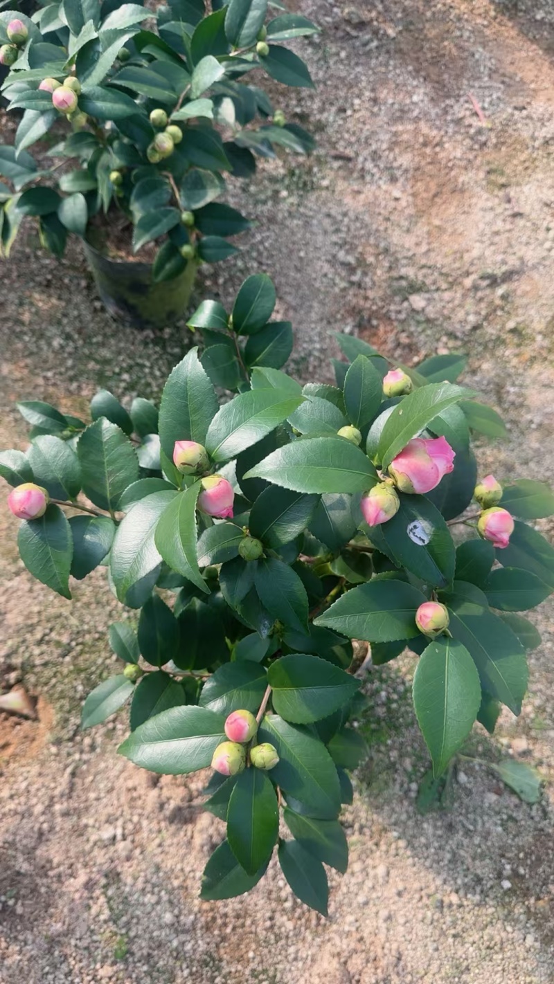 香妃茶花