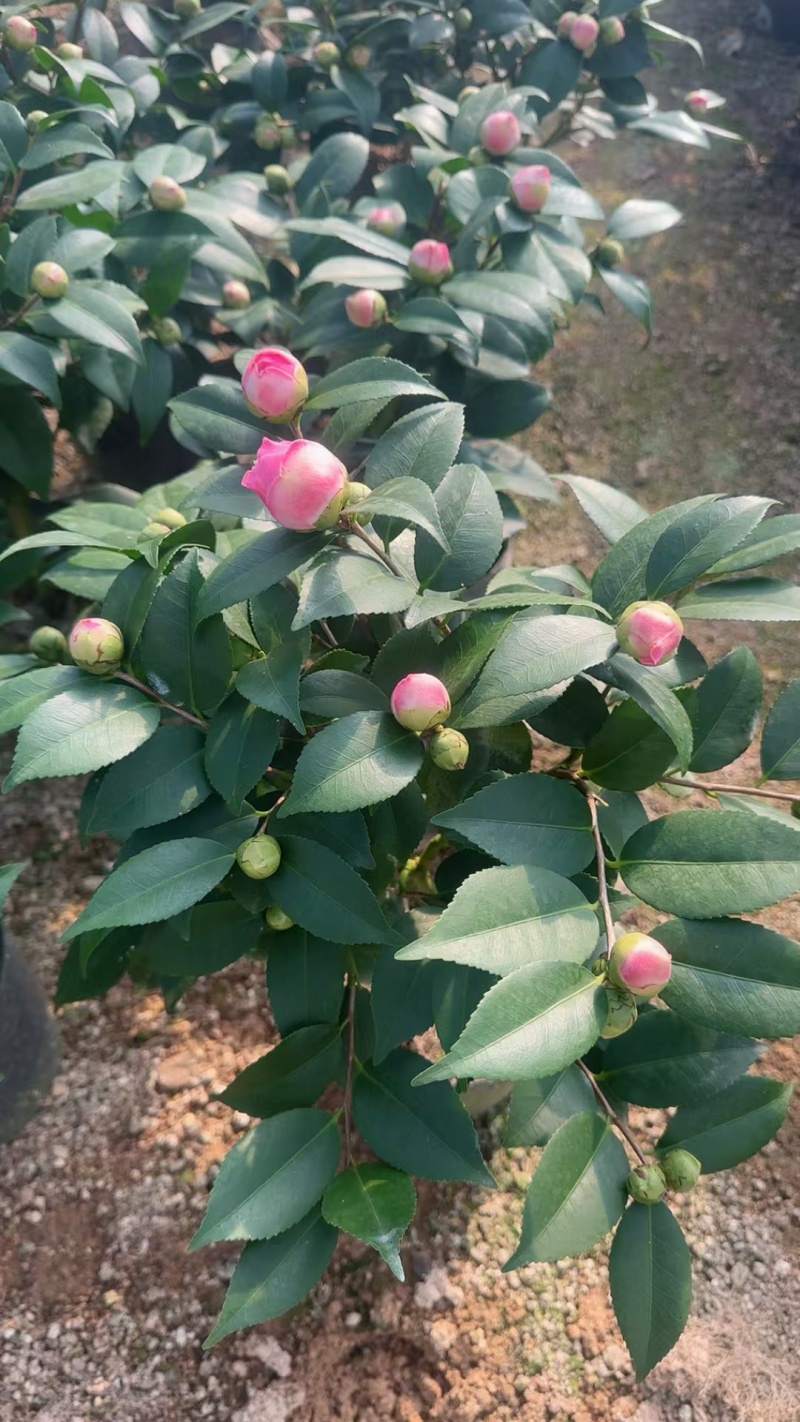 香妃茶花