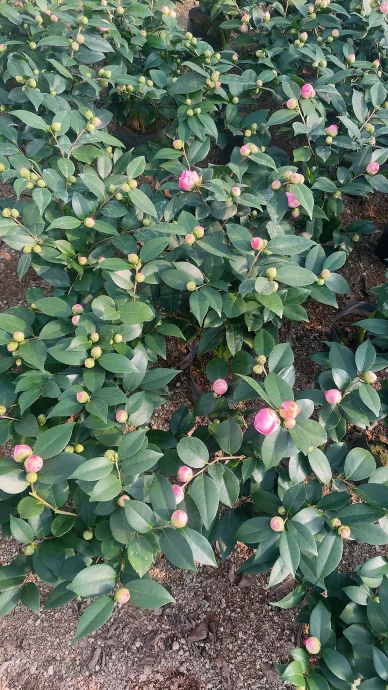 香妃茶花