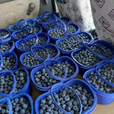 云南澄江花香蓝莓！量大从优自产自销假一赔三！