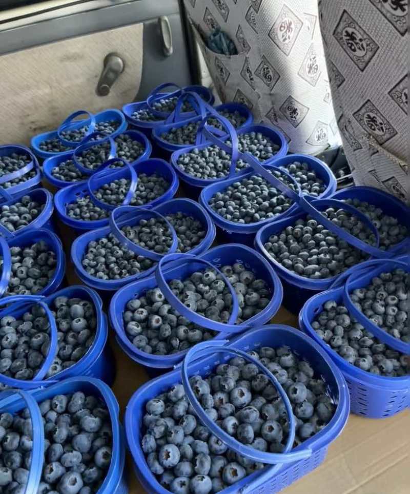 云南澄江花香蓝莓！量大从优自产自销假一赔三！