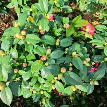 茶花