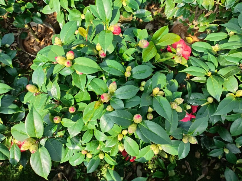 茶花
