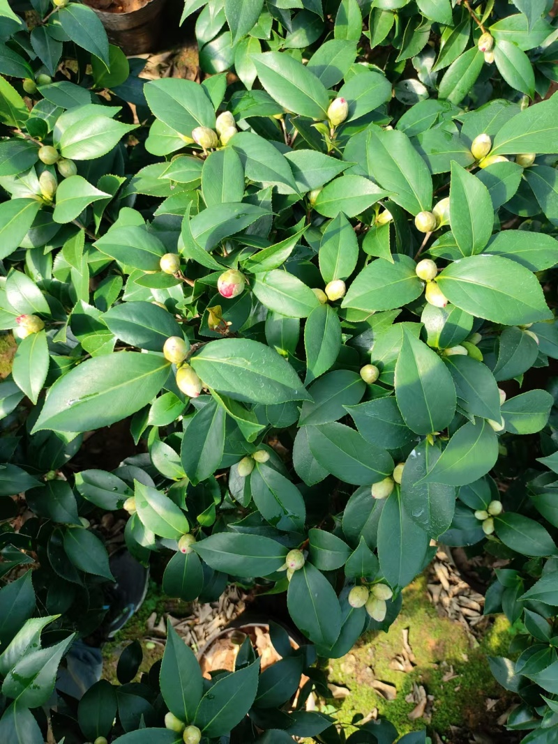 茶花