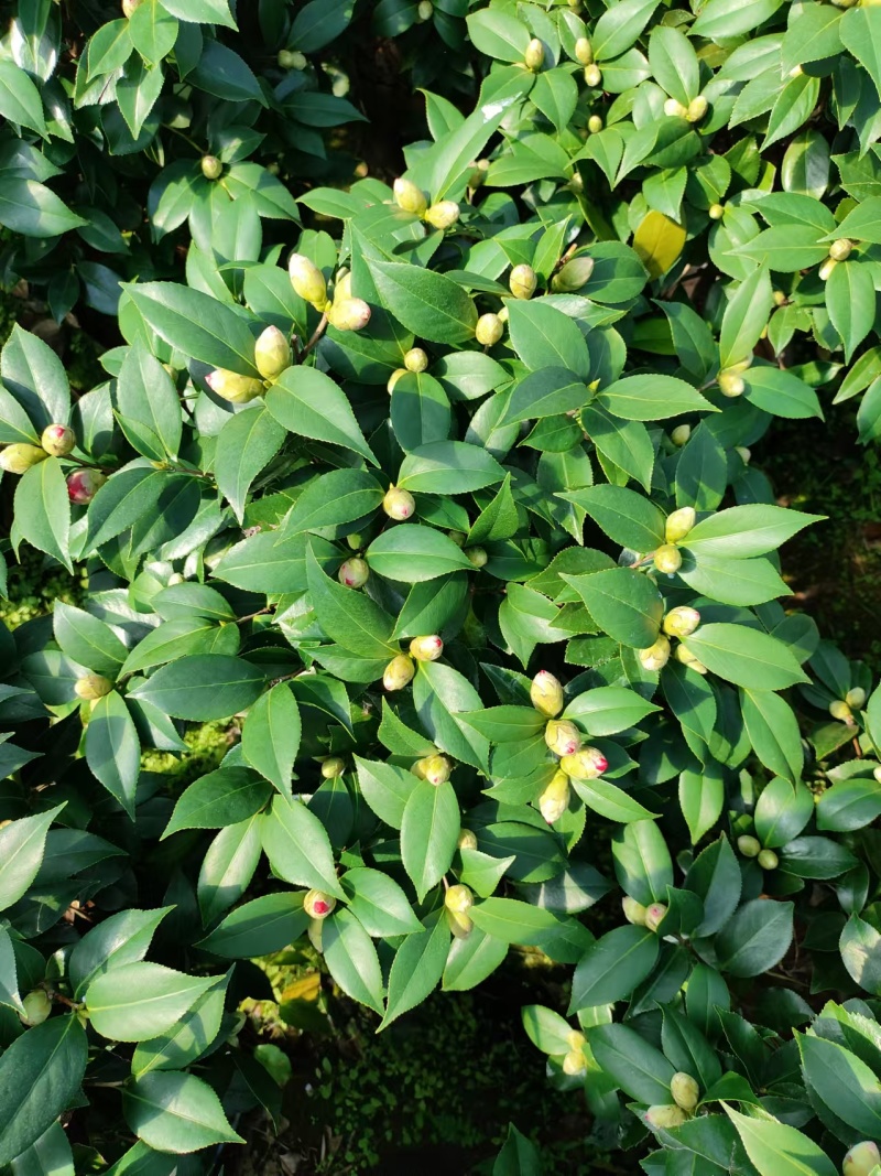 茶花