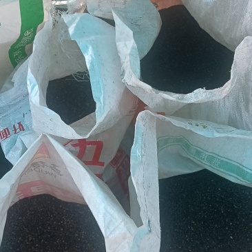 曼陀罗籽