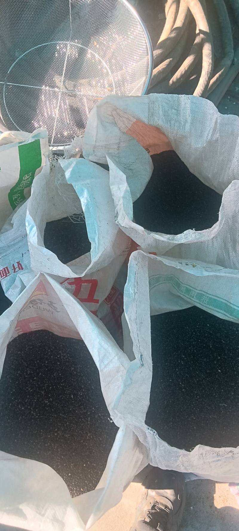 曼陀罗籽